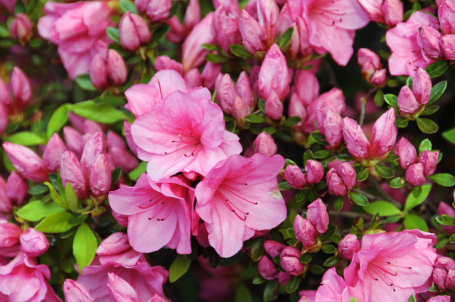 Rhododendron simsii - Azélea