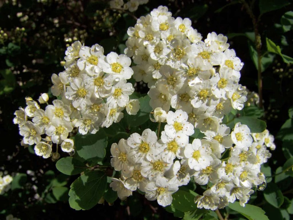 kerti gyongyvesszo Spiraea x vanhouttei min