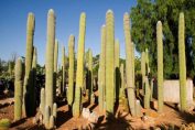 Botanicactus Mallorca