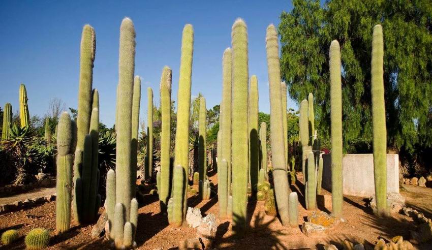 Botanicactus Mallorca