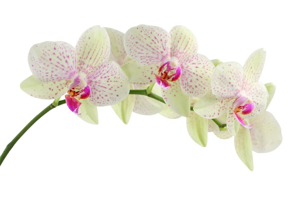 orchid 1 uj
