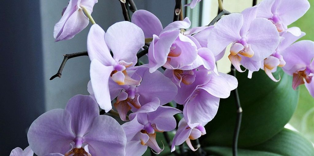 orchidea