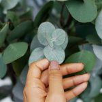 eucalyptus